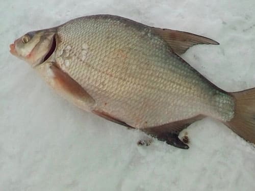 Трофейная рыбалка Балхаш